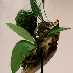 Driftwood - Body Mist