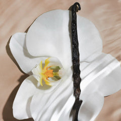 Salt Water Vanilla - Vault Set