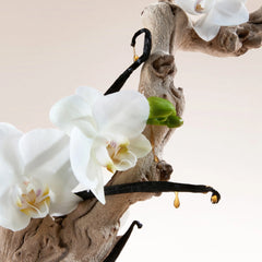 Salt Water Vanilla - Wave Spray